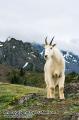 _IGP6566 mountain goat